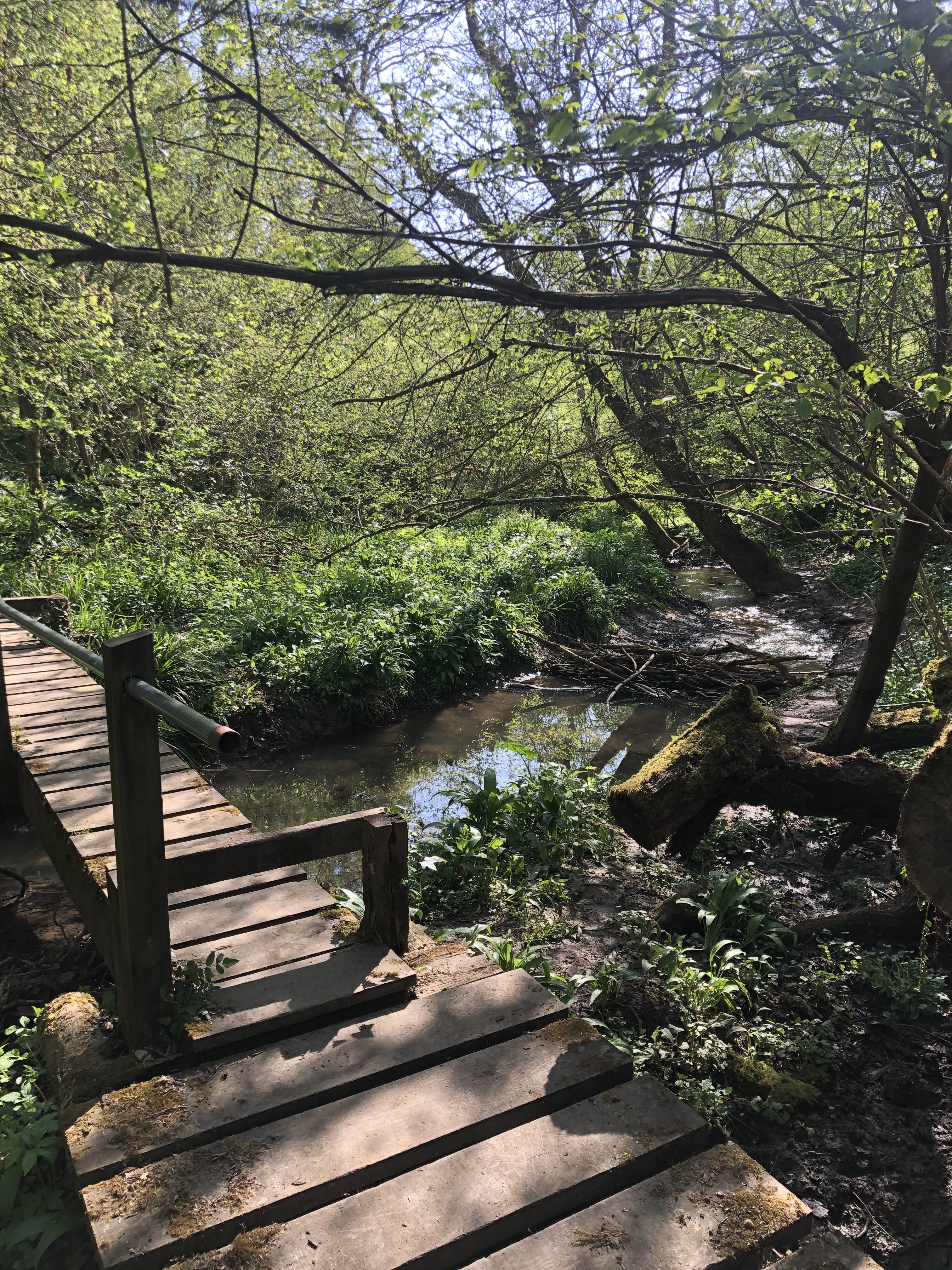 Rural Wilderness On The Long Way to Town