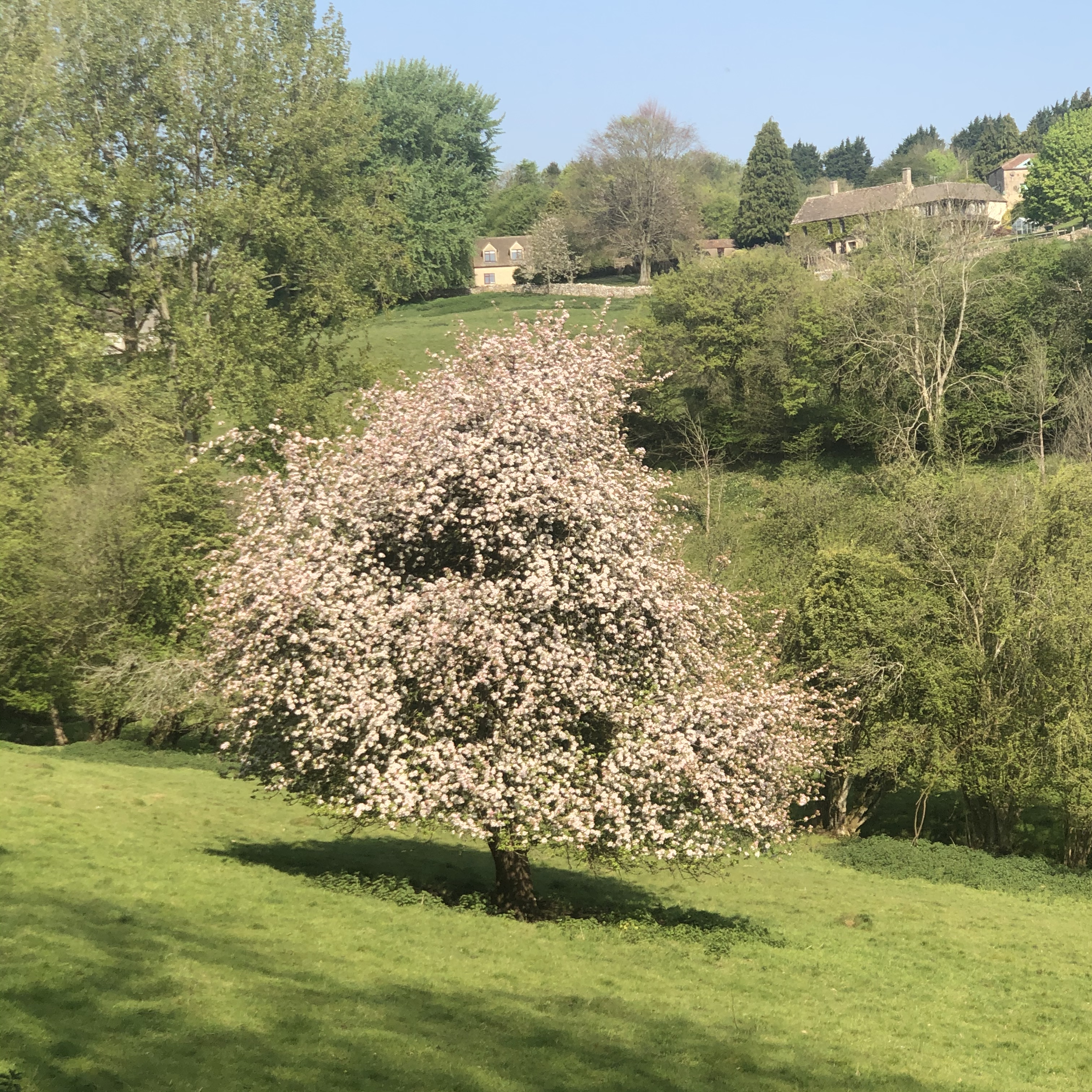 Peak Blossom In The Field Next To Ours