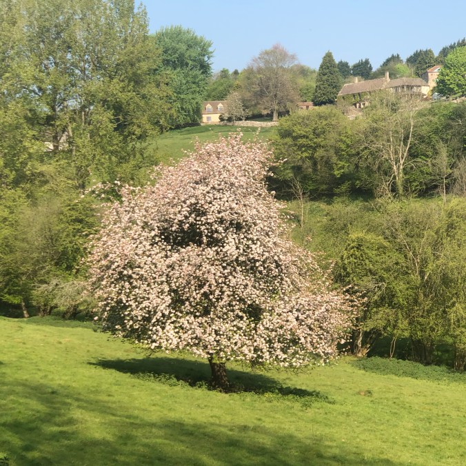 Peak Blossom In The Field Next To Ours
