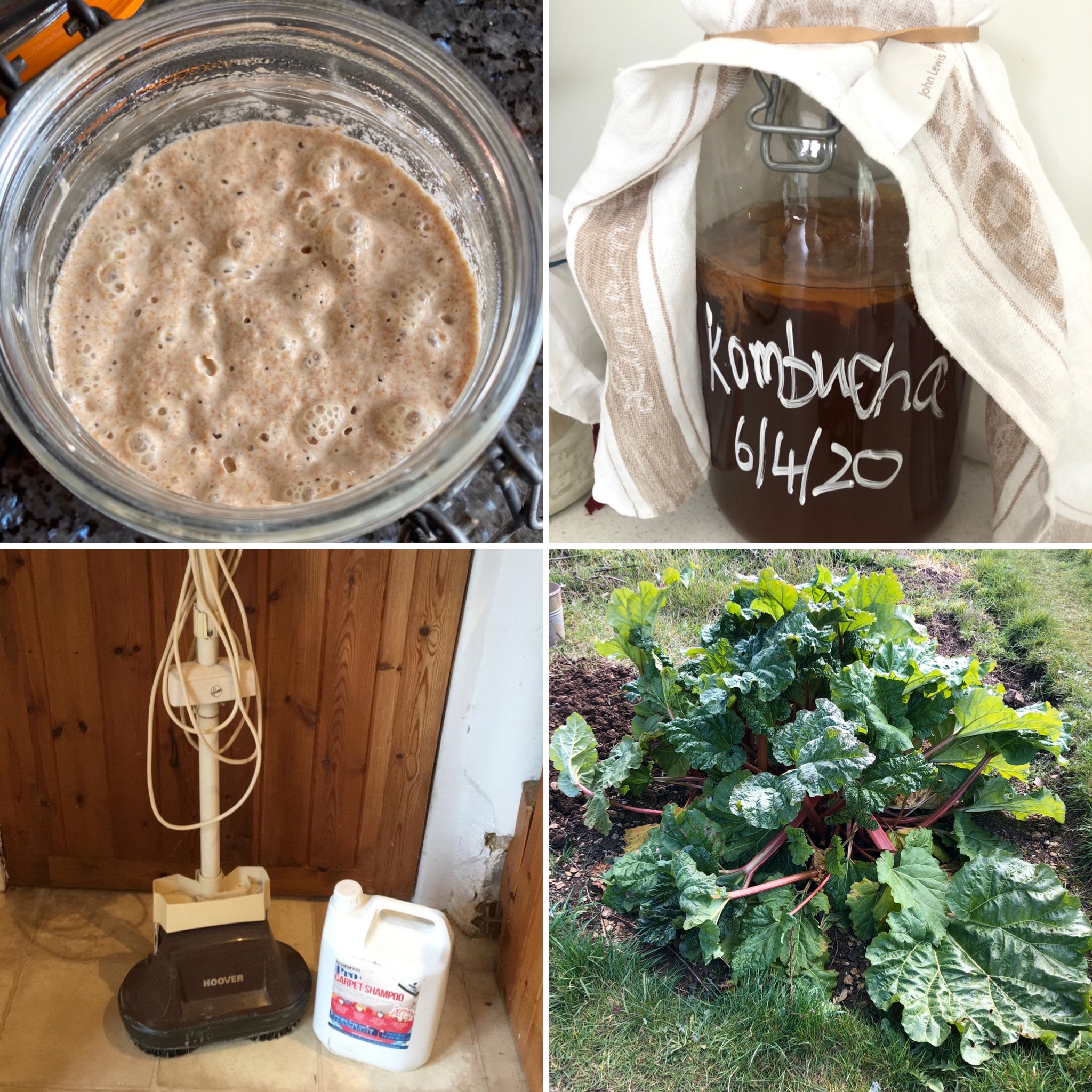 Sourdogh Starter, Kombucha Scoby, Carpet Cleaner And Rhubarb - Just A Fraction Of The Things Swapped and Shared By LSW's WhatsApp Group