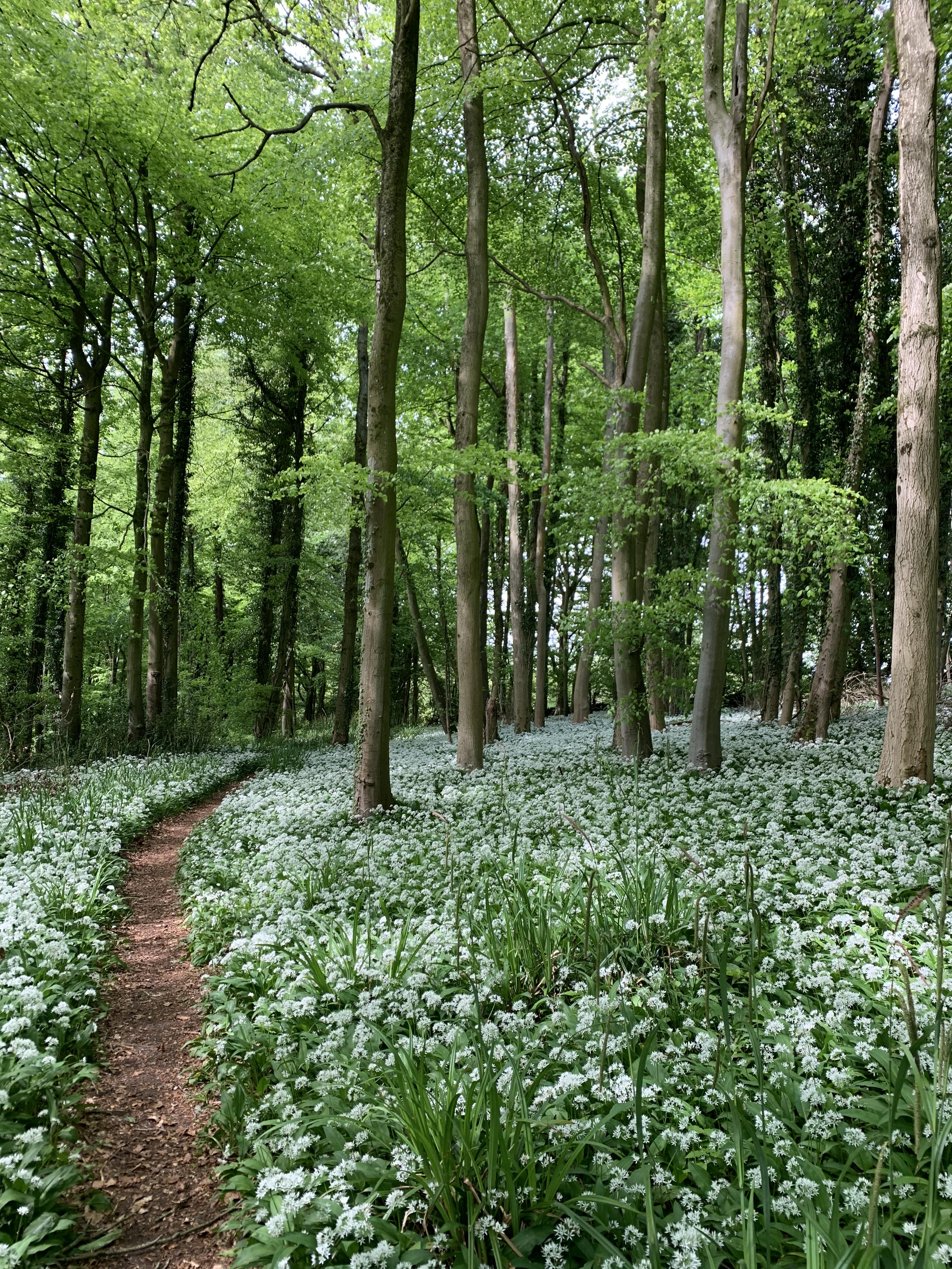 Carpets Of Wild Garlic Amid Beech Trees