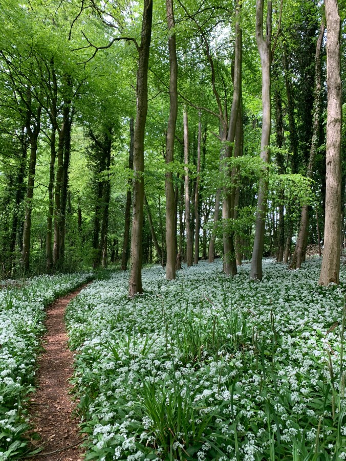 Carpets Of Wild Garlic Amid Beech Trees