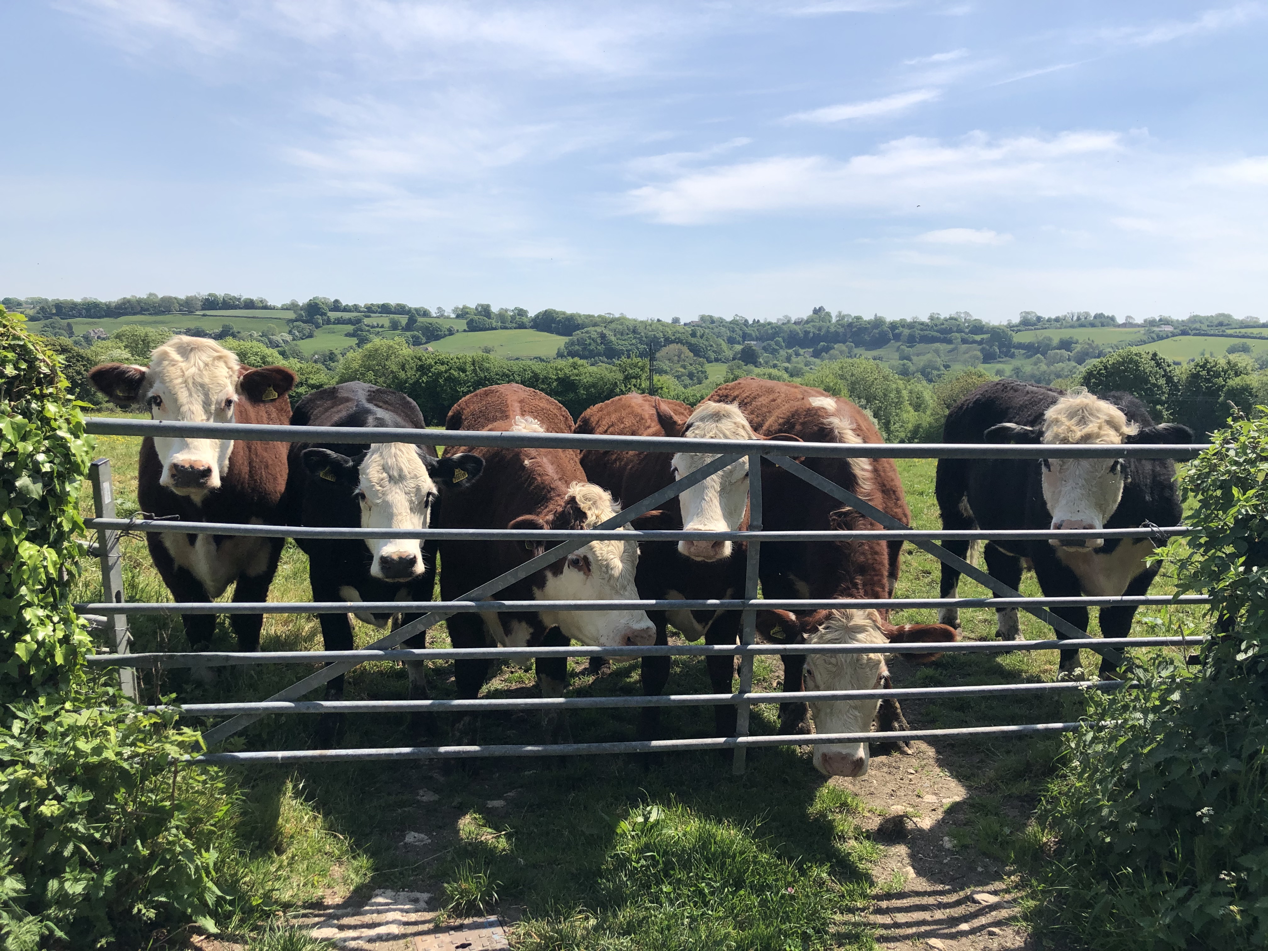 Inquisitive Cows In the Field On the Hill Behind Our House