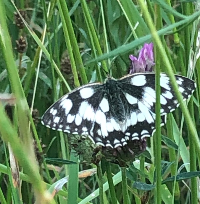 Marbled White Butterfly - Stationary Just Long Enough For A Photo