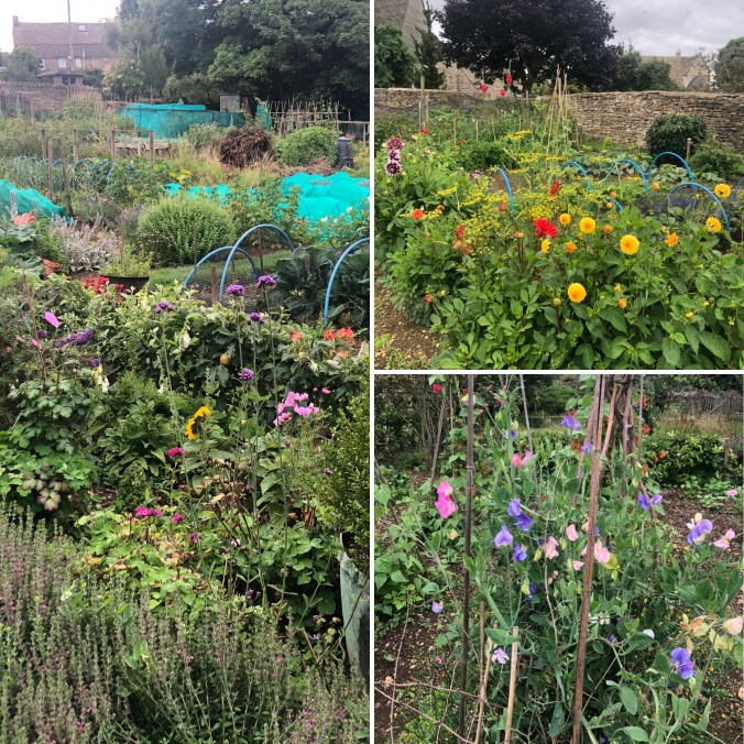 Flowers Among The Veg On The Allotments