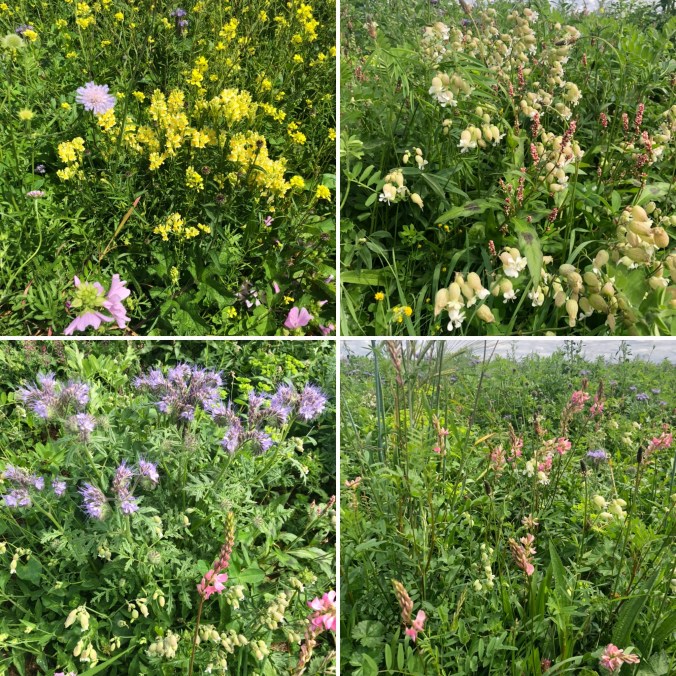 Flowers In The Strip of Green Manure - Antirhinums, Phacelia, Sainfoin And Many More