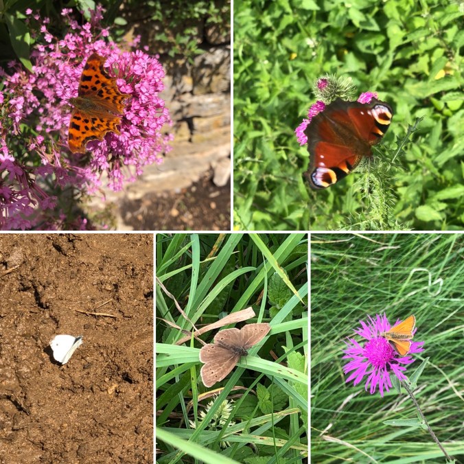 Butterflies Everywhere: Comma, Peacock, Small White, Ringlet And Skipper