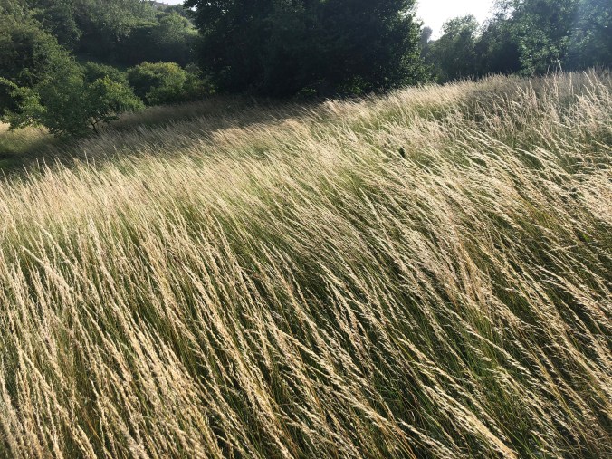 Blowy Day In Our Field