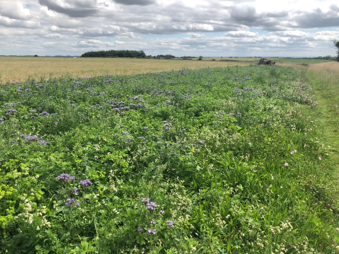 On A Local Walk: Strip Of Green Manure In Full Flower