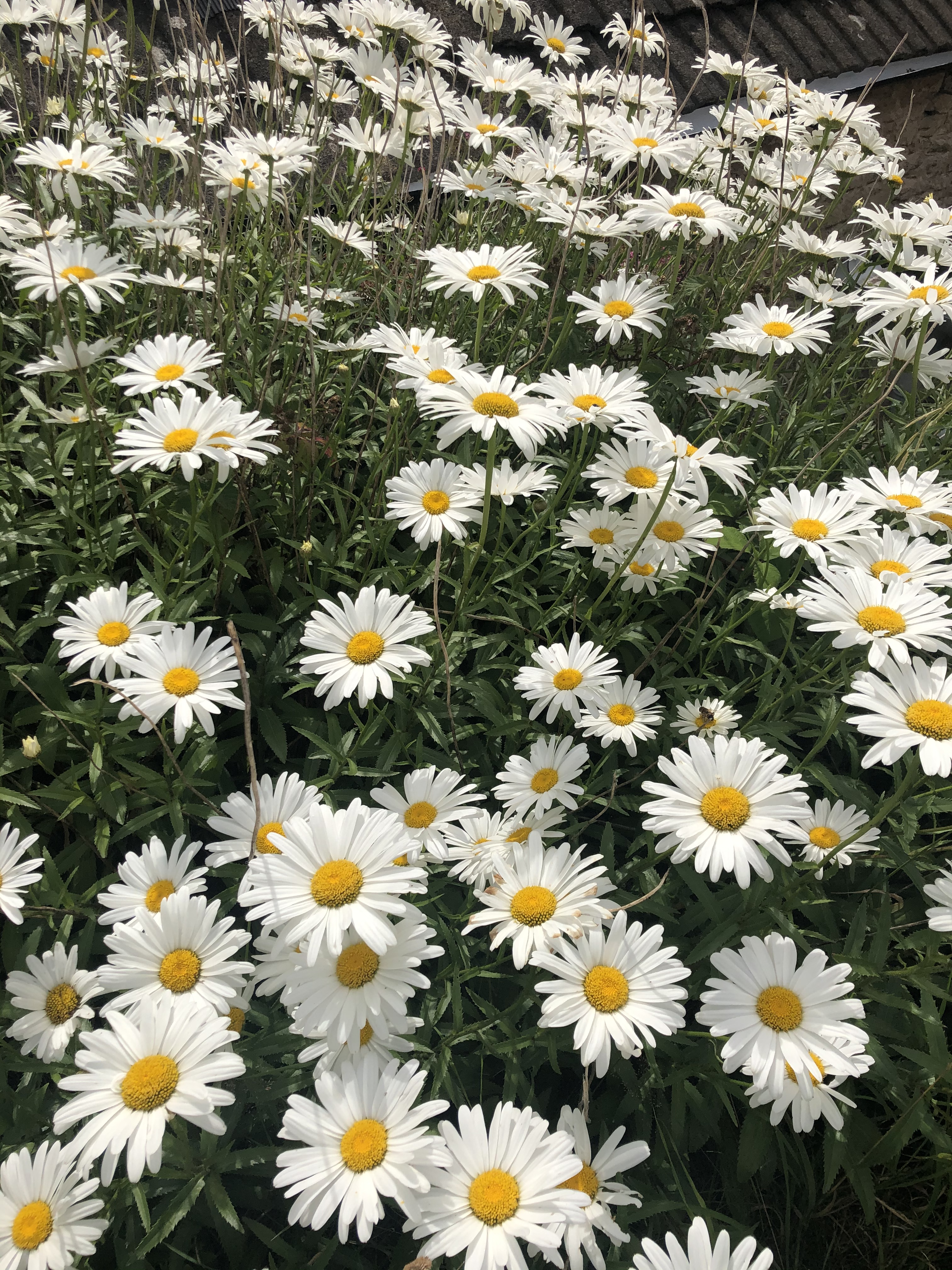 Optimistic-Looking Daisies