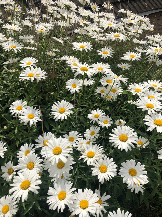 Optimistic-Looking Daisies