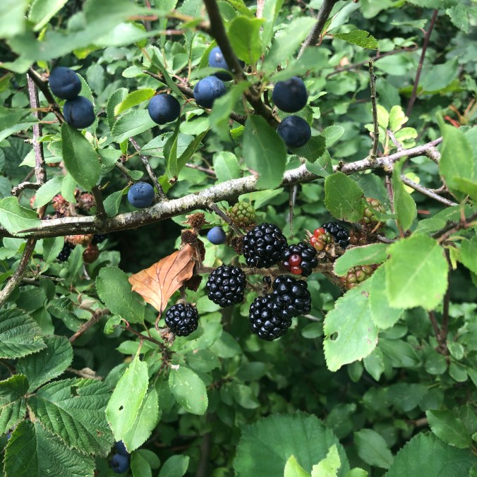 Another Bonus From Having Time In Retirement To Stroll Through The Local Countryside: One of 'My Five A Day'