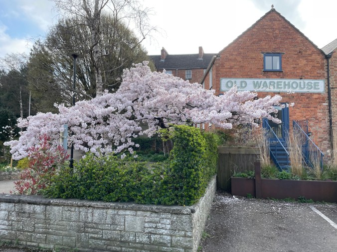 Cherry Tree In The Local Town