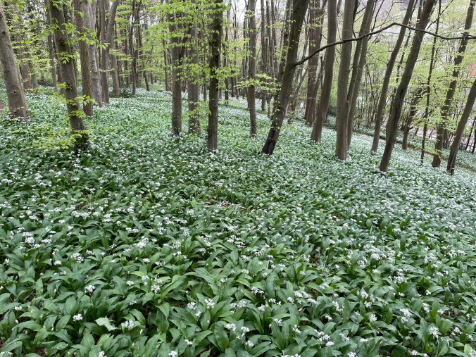 A Wild Garlic Carpet In The Woods