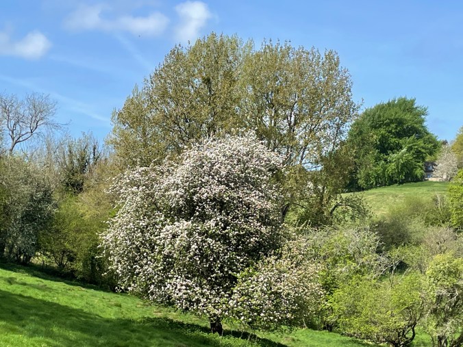 Apple Blossom In The Neighbouring Field