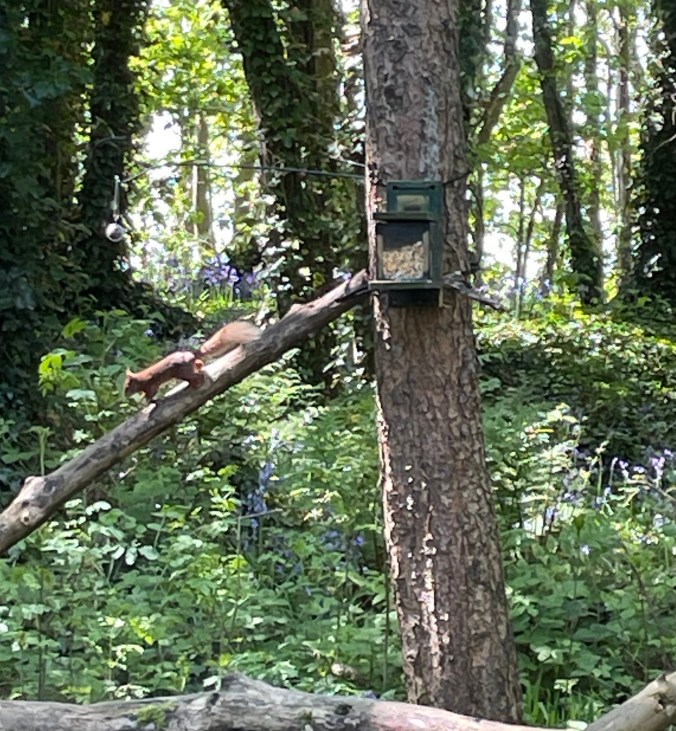 A Red Squirrel; Very Happy In Its Conservation Area