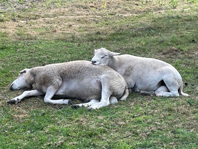 Sleepy Sheep In The Summer Sun