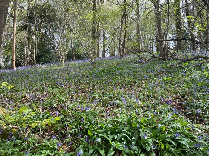 Local Bluebells - Spring Unleashed