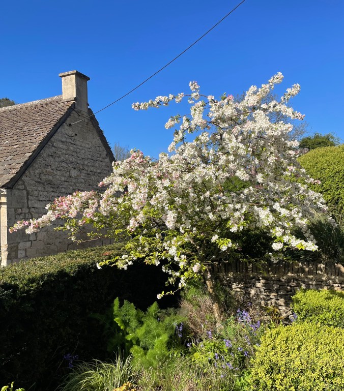 More Spring - A Crab Apple Tree In Our Garden At Peak Blossom