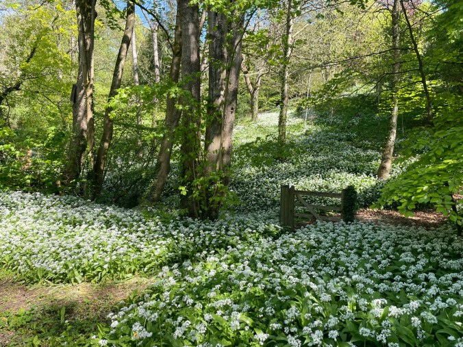 Along My Walk To The Food Bank - Wild Garlic Earlier This Year