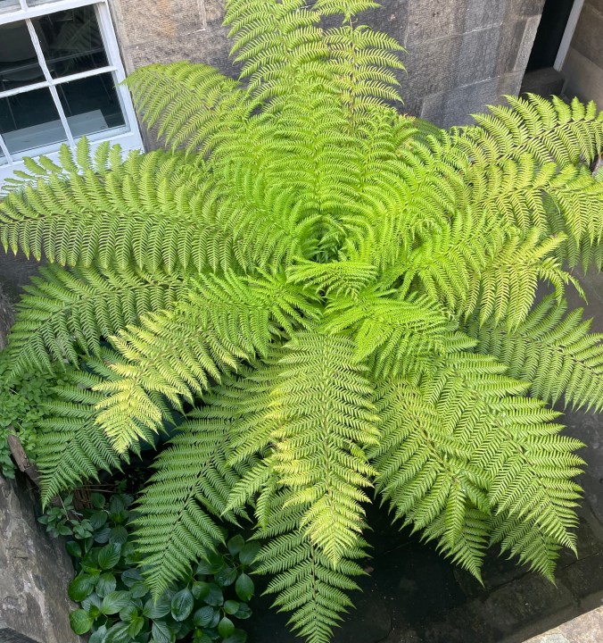 Cool Looking Edinburgh Basement Fern