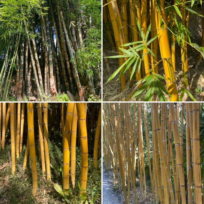 Four Of The Many Bamboo Species In Val Rahmeh Botanical Garden